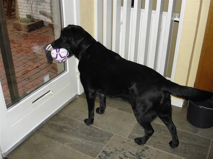 Labrador retriever Otto R.I.P :( - taget for cirka 2-3 år siden  billede 1