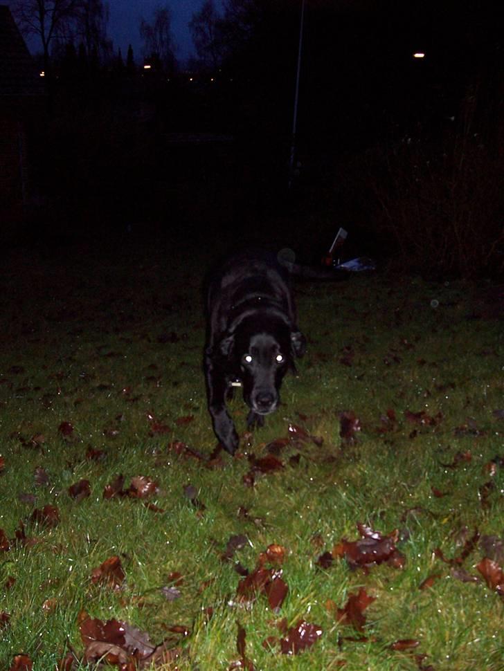 Labrador retriever Otto R.I.P :( - udenfor om aftenen billede 2