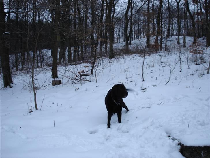 Labrador retriever Otto R.I.P :( - Otto for 2 år siden ude i sneen billede 3