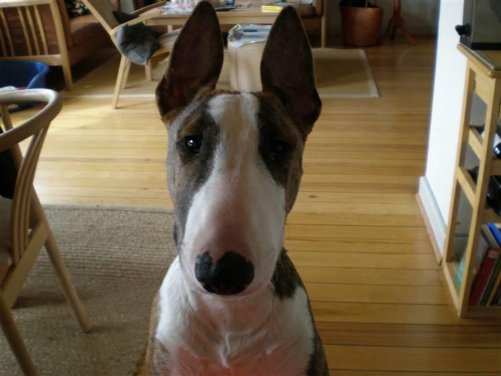 Bullterrier ODIN - HALLO! billede 9