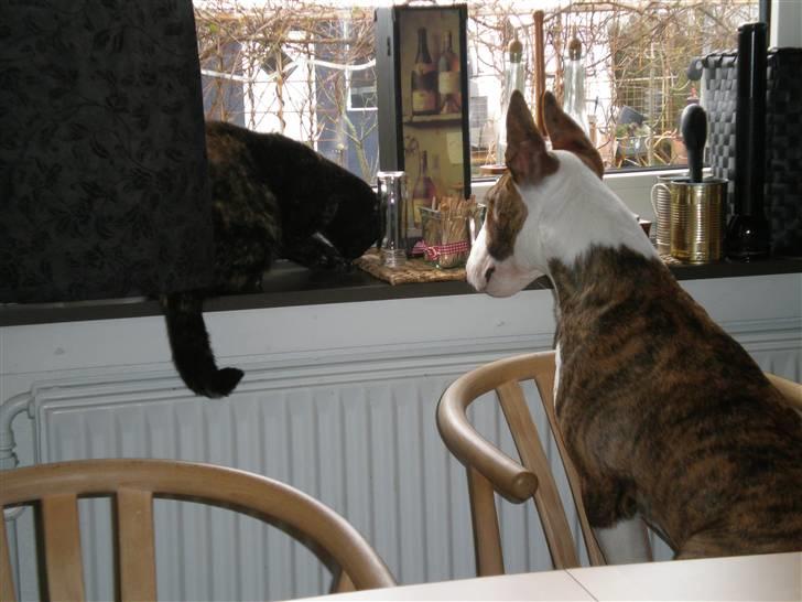 Bullterrier ODIN - Odin ser Tarzan fange en flue!!! billede 10