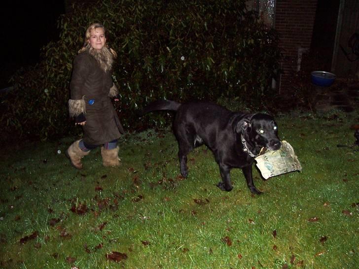 Labrador retriever Otto R.I.P :( - otto for 4 år siden billede 4