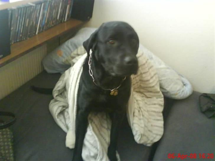 Labrador retriever Anne (R.I.P) - anne under dyne (: billede 1