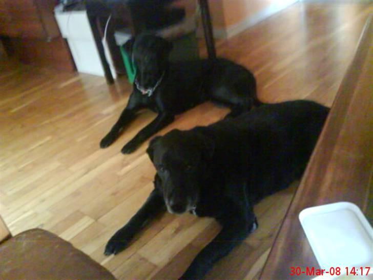 Labrador retriever Anne (R.I.P) - otto forest anne bagerst billede 2