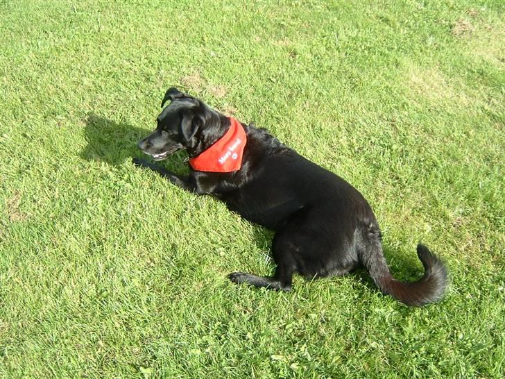 Blanding af racer Fiffi - Kommer der snart et eller andet, jeg kan lege med... billede 14