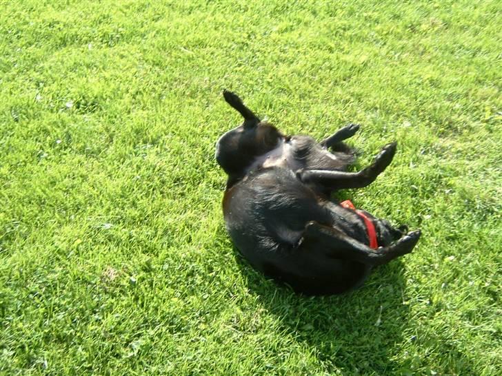 Blanding af racer Fiffi - Livet er herligt som hund billede 15