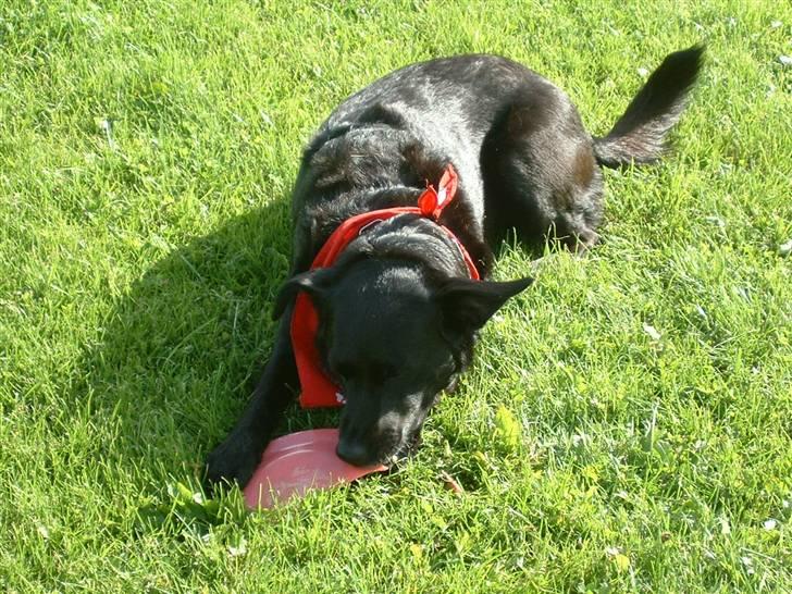 Blanding af racer Fiffi billede 16