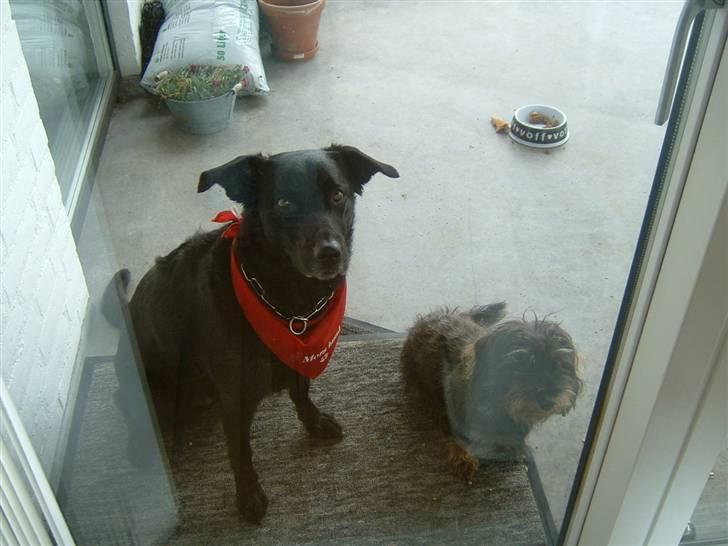 Blanding af racer Fiffi - Bedste hyggekammerat - Tilde :-) billede 17