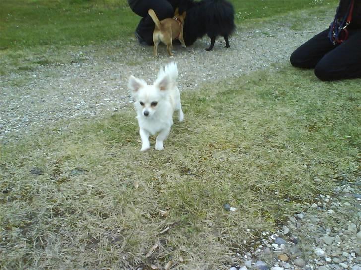 Blanding af racer Herman billede 6