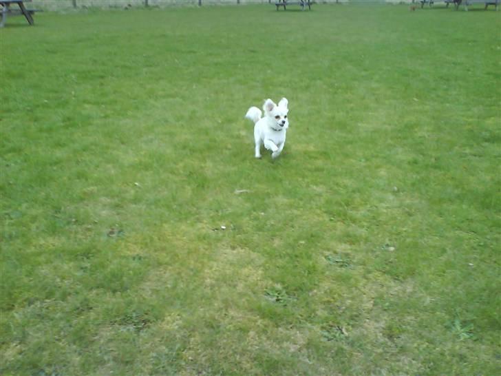 Blanding af racer Herman billede 7