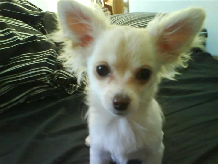 Blanding af racer Herman billede 8