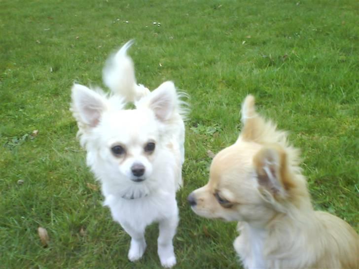 Blanding af racer Herman billede 9