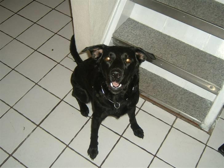 Blanding af racer Fiffi - Er lige lidt umulig... billede 18