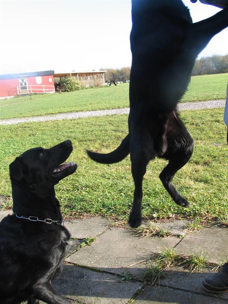 Blanding af racer Fiffi - Endnu en legekammerat - Balou i luften.. billede 19