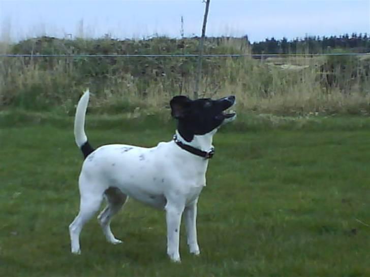 Foxhound Stuartc'',) - Stuart kiqqer op til himmlen(: billede 1