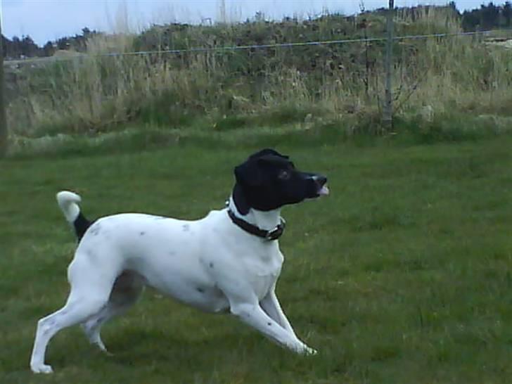 Foxhound Stuartc'',) - Jaa  godt vejre hele ugen:)´ billede 2