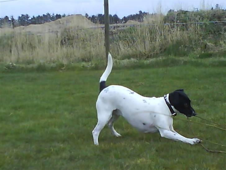 Foxhound Stuartc'',) - Hun kan lide a strække. billede 3