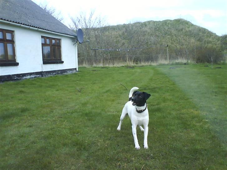 Foxhound Stuartc'',) - hun er god til af være ud stillings hund billede 4