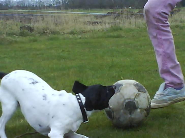 Foxhound Stuartc'',) - Hun elsker af spille med os. billede 5