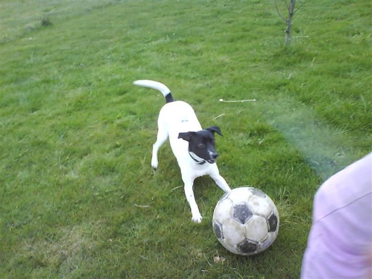 Foxhound Stuartc'',) - Stuart vil heller være ved hendes bold billede 6