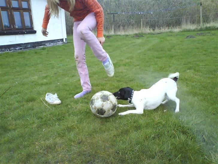 Foxhound Stuartc'',) - hun er altid ved bolden når man  gårh ud. billede 7