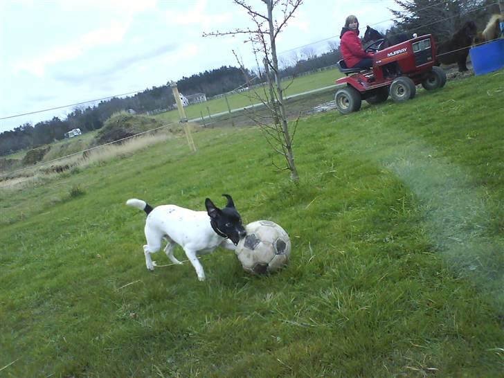 Foxhound Stuartc'',) - Bold bold bold bold:p billede 8