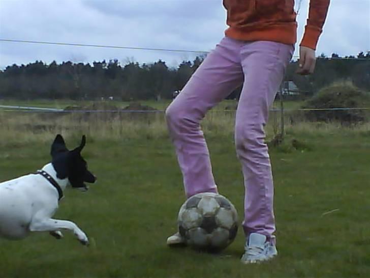 Foxhound Stuartc'',) - Jeear vi spiller billede 9