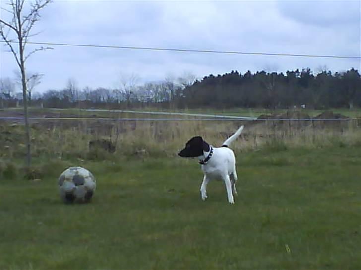 Foxhound Stuartc'',) - ha DU TABTE JEG ER DEN BEDSTE HUND. billede 10