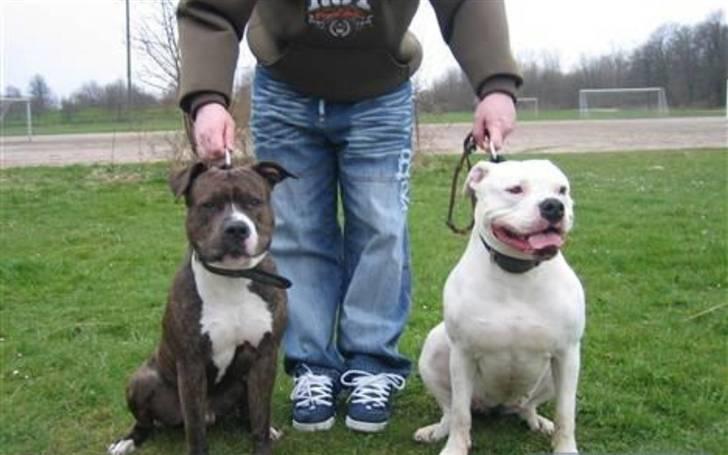 Amerikansk bulldog Aisha - HÉR ER AISHA´S KÆRESTE, DEN SMUKKE BUBI . HAN ER OGSÅ HER PÅ HG (AST) billede 18