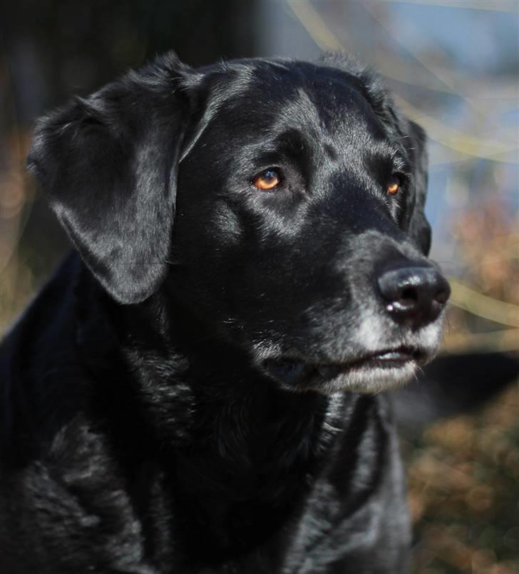 Blanding af racer Balder Himmelhund - Min smukke hund billede 10