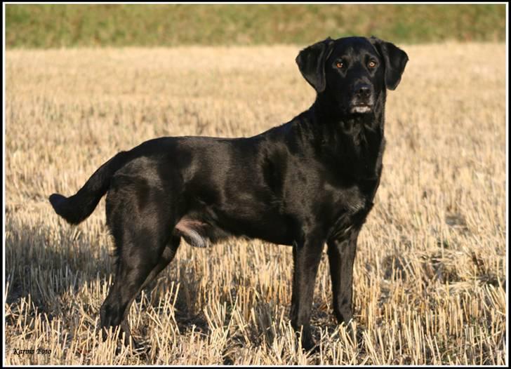 Blanding af racer Balder Himmelhund billede 11