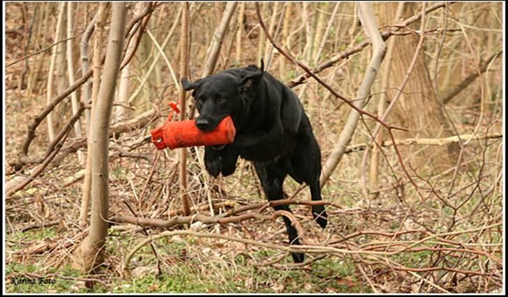 Blanding af racer Balder Himmelhund billede 12