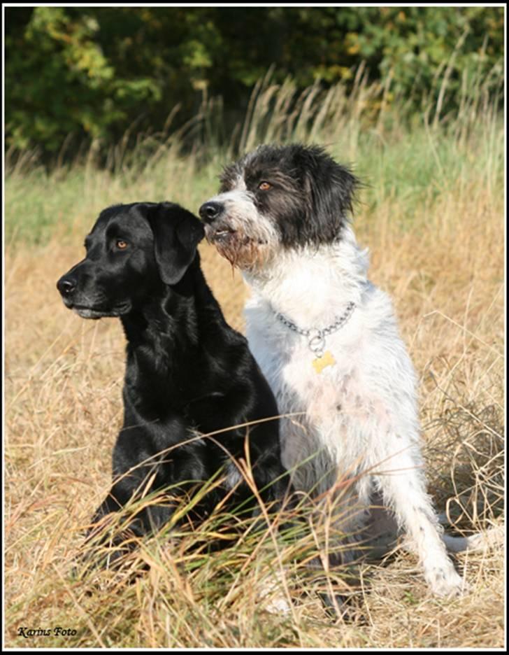 Blanding af racer Balder Himmelhund billede 13