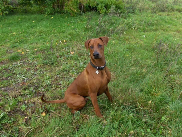 Blanding af racer Nico billede 1