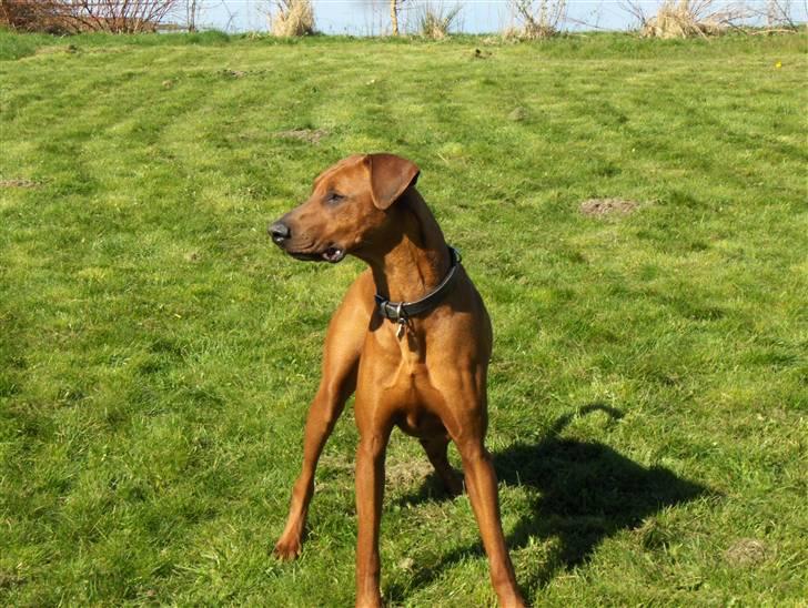 Blanding af racer Nico billede 2