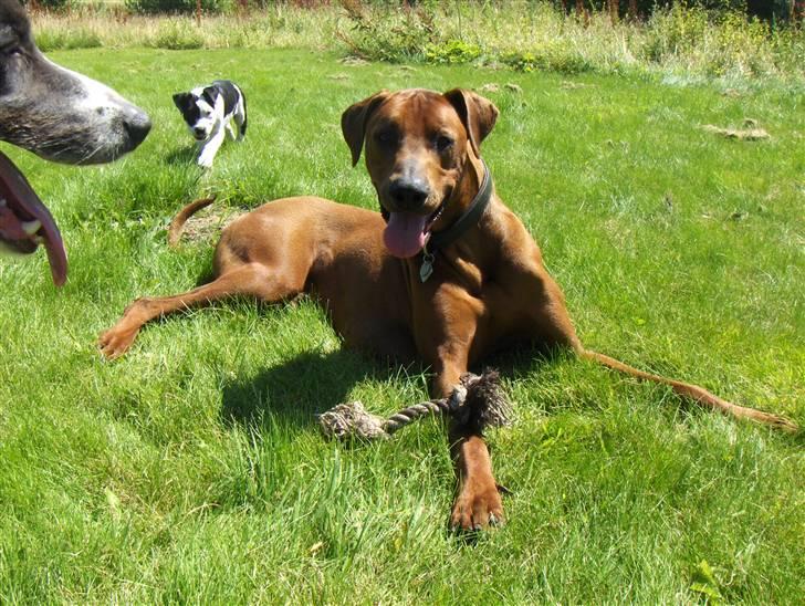 Blanding af racer Nico billede 3