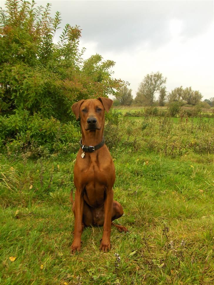 Blanding af racer Nico billede 4