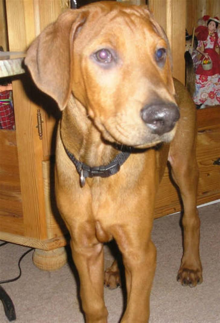 Blanding af racer Nico billede 5