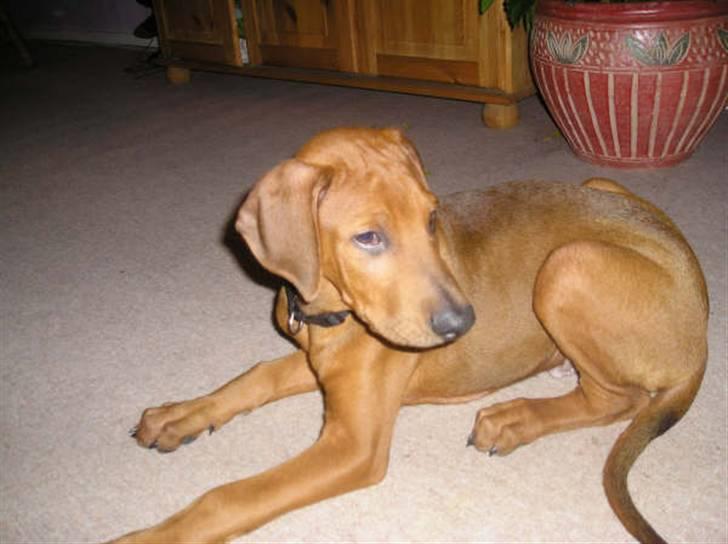 Blanding af racer Nico billede 6