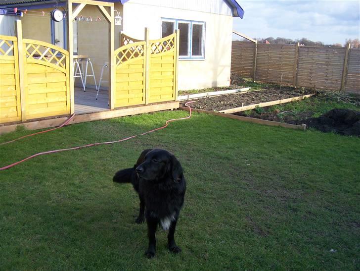 Hovawart Anton   - Anton tjecer lige haven billede 1