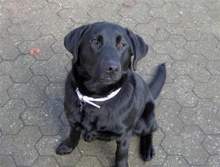 Labrador retriever Thor - Er jeg ikke bare fotogen??? billede 1