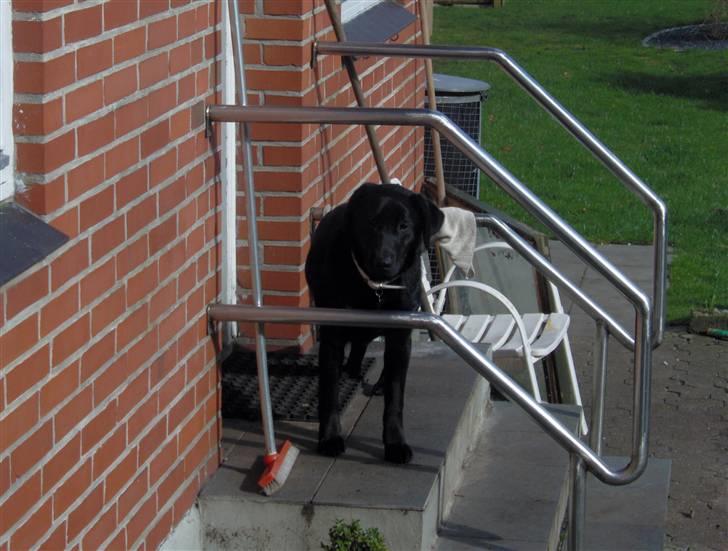 Labrador retriever Thor - halllloooooo, lukker I os ik snart ind??? billede 2