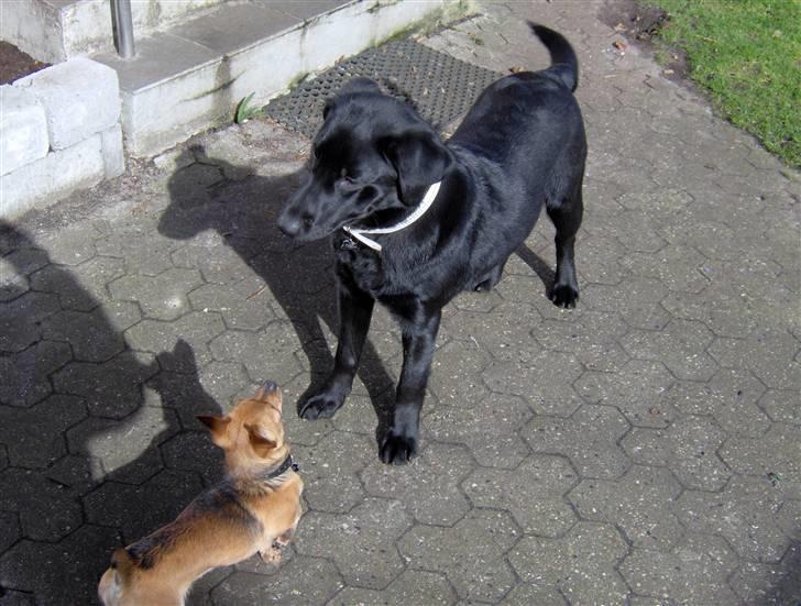 Labrador retriever Thor - Selvom Thor er meget større end Cato, er der ingen tvivl om, at det er Cato der bestemmer billede 3