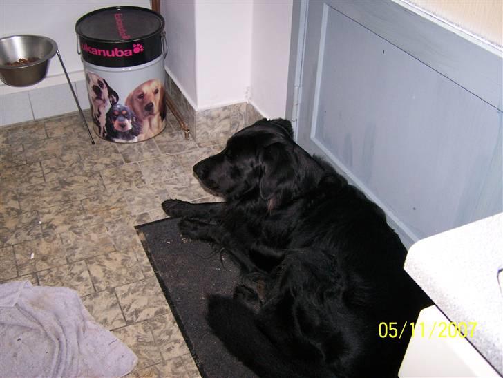 Hovawart Anton   - Hovaward Anton billede 2