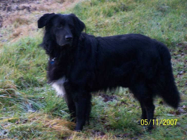 Hovawart Anton   - Hovaward Anton billede 3