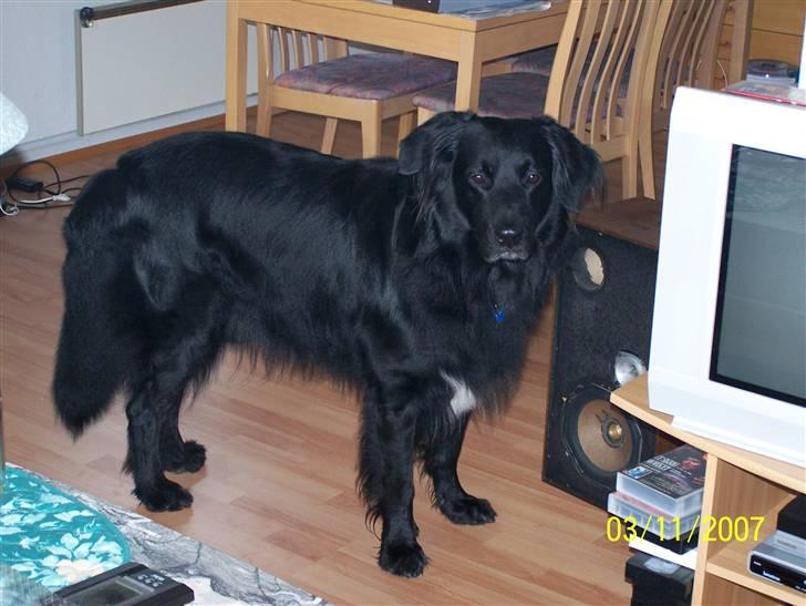 Hovawart Anton   - Hovaward Anton billede 4