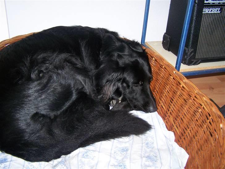 Hovawart Anton   - Ja sofaen var optaget så jeg måtte jo tage min kurv billede 5