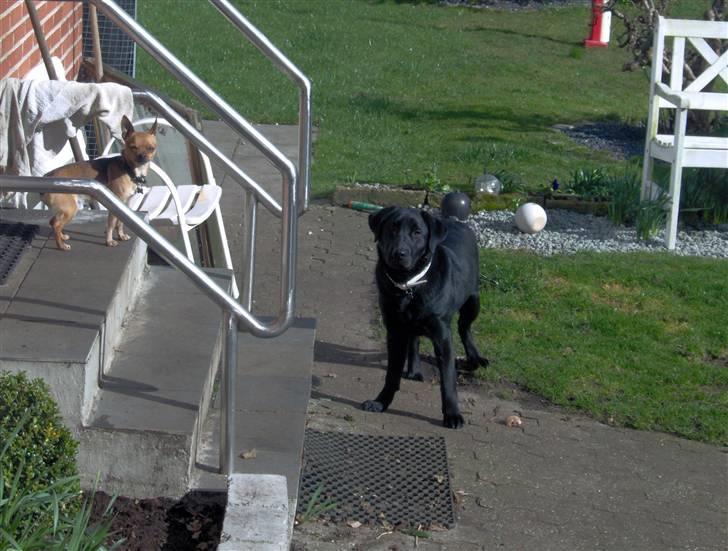 Labrador retriever Thor - et "umage" makkerpar, men alligevel hinandens bedste venner billede 4
