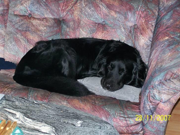 Hovawart Anton   - Tager lige en lur, på sofaen med hovedpuden, man er vel en sofaward billede 6