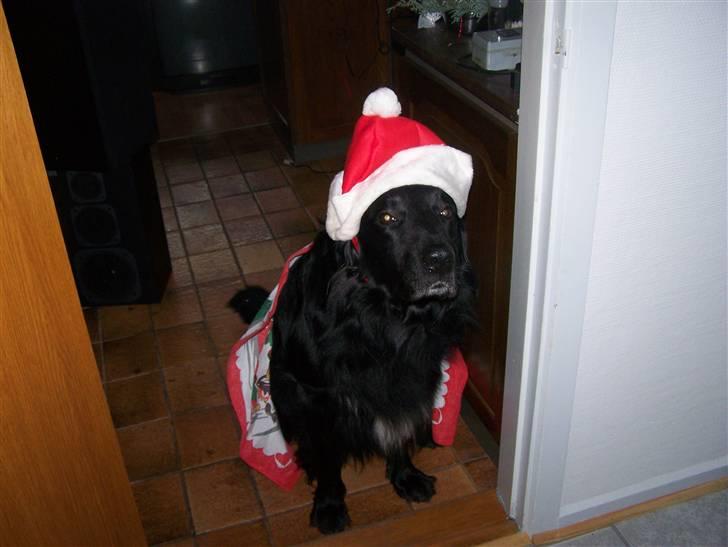 Hovawart Anton   - Ja så fik jeg Nissehue på det er jeg ikke så tilfgreds med!!! billede 7